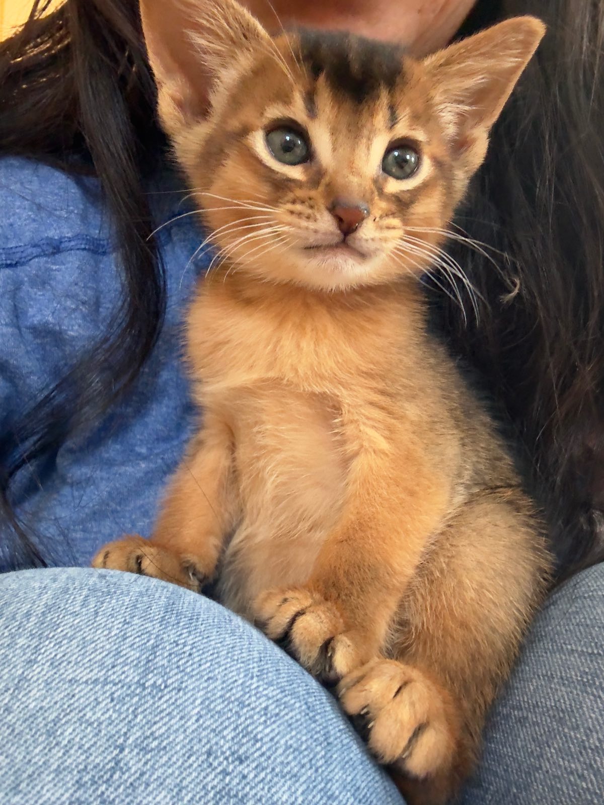 Nevermore Bagheera – Abessinier Variant Kitten, Ruddy – Foto 11