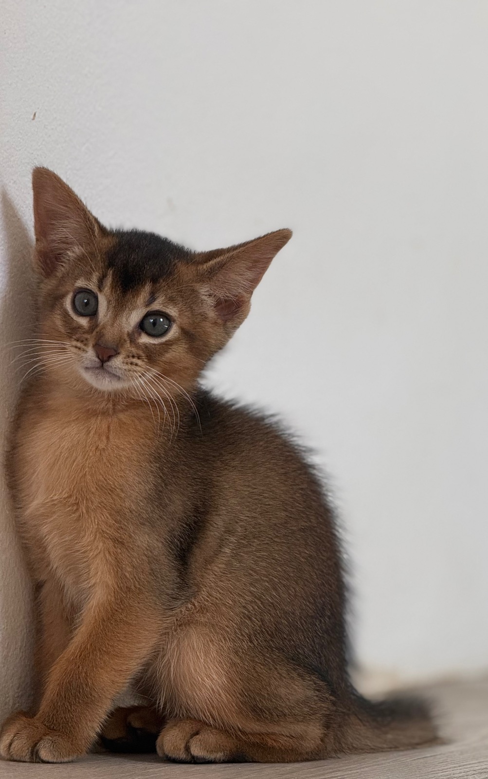 Nevermore Bagheera – Abessinier Variant Kitten, Ruddy – Foto 12
