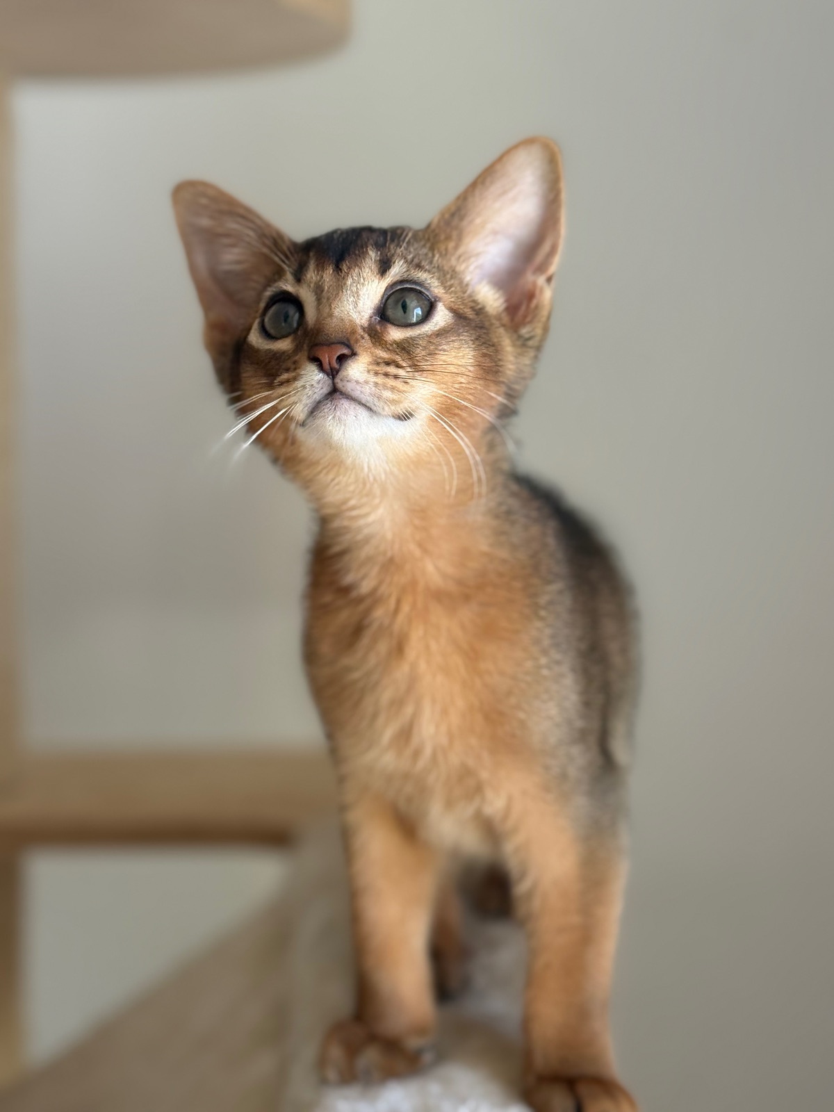 Nevermore Bagheera – Abessinier Variant Kitten, Ruddy – Foto 13