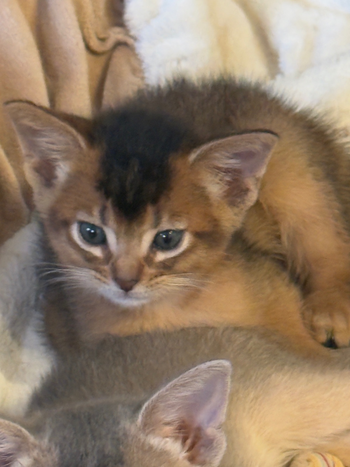 Nevermore Bagheera – Abessinier Variant Kitten, Ruddy – Foto 9