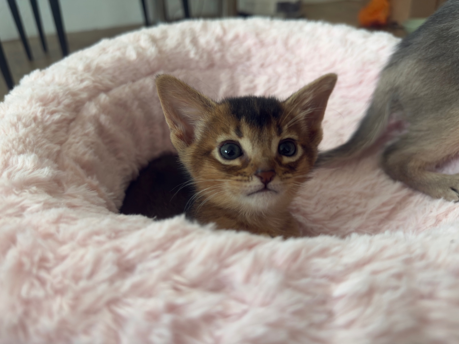 Nevermore Bagheera – Abessinier Variant Kitten, Ruddy – Foto 5