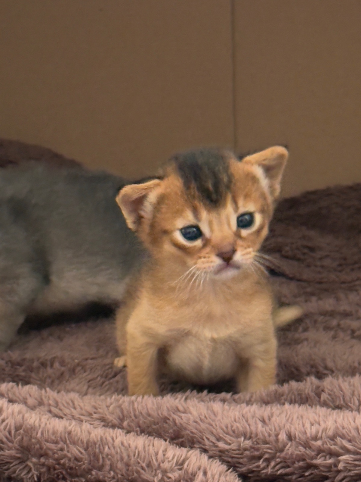 Nevermore Bambi – Abessinier Variant Kitten, Ruddy – Foto 11
