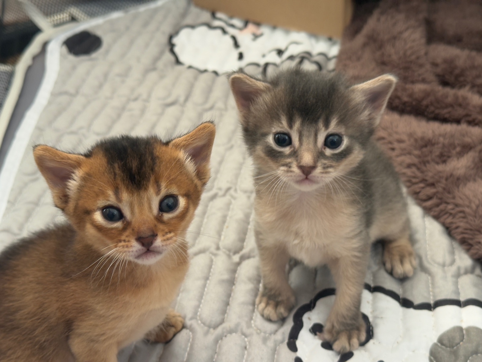 Nevermore Bambi – Abessinier Variant Kitten, Ruddy – Foto 13