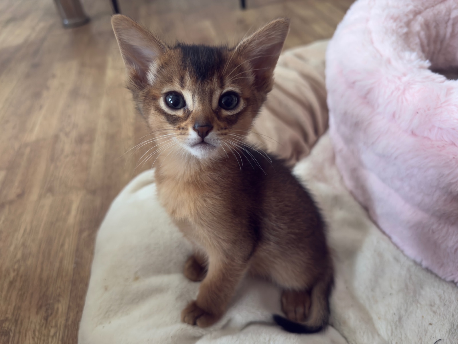 Nevermore Bambi – Abessinier Variant Kitten, Ruddy – Foto 14
