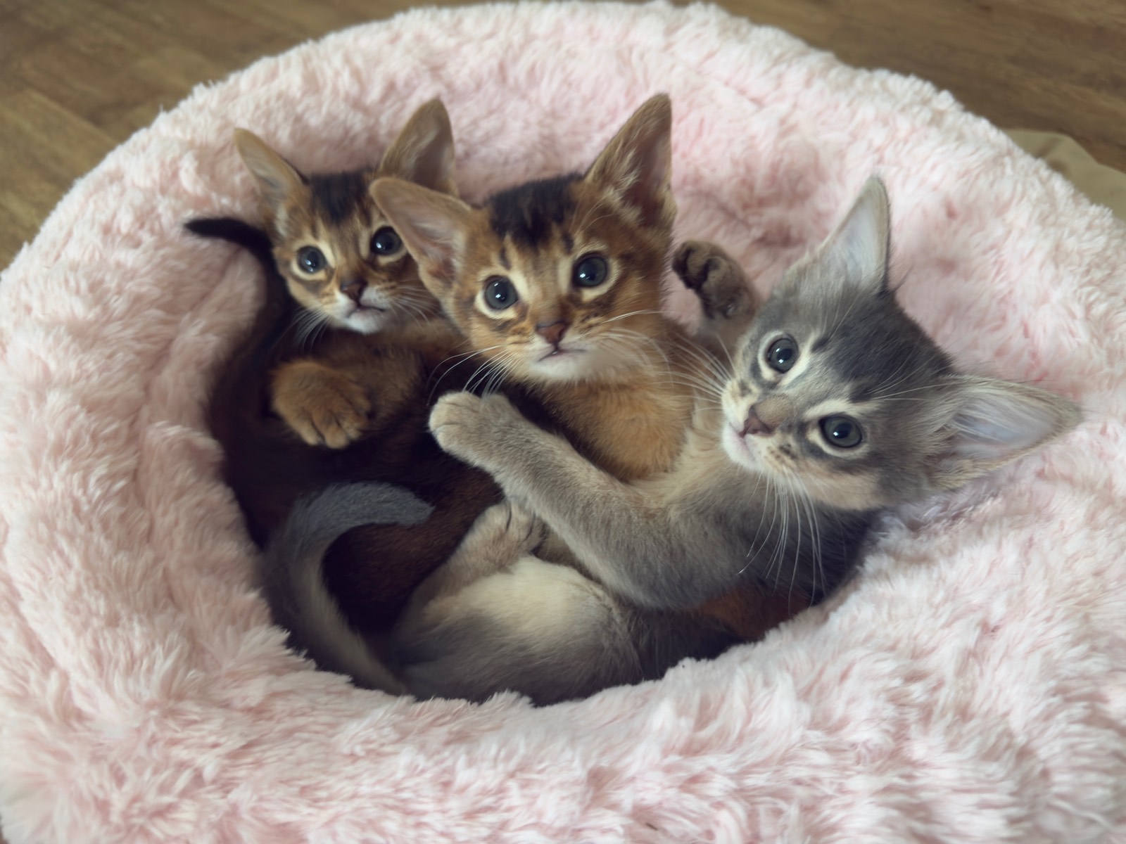 Nevermore Bambi – Abessinier Variant Kitten, Ruddy – Foto 15