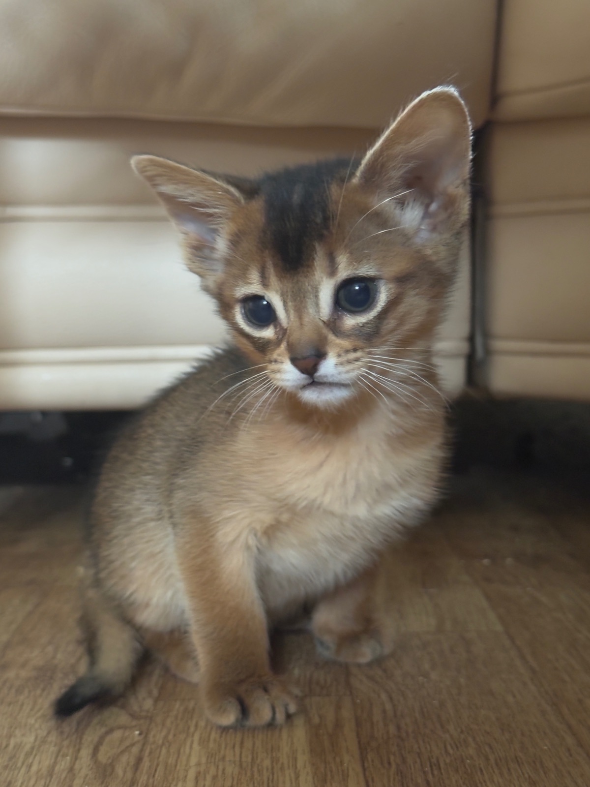 Nevermore Bambi – Abessinier Variant Kitten, Ruddy – Foto 17