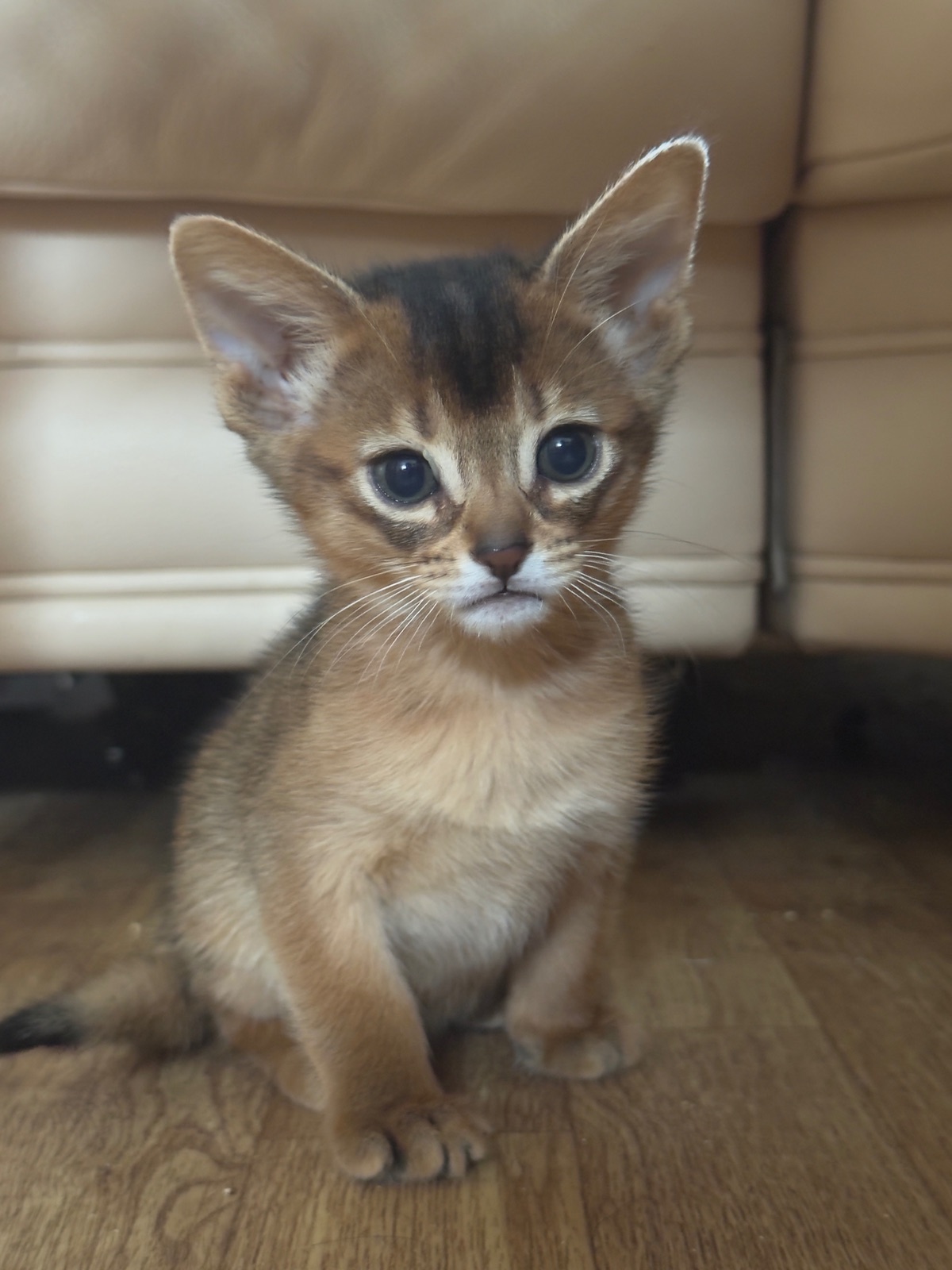 Nevermore Bambi – Abessinier Variant Kitten, Ruddy – Foto 12