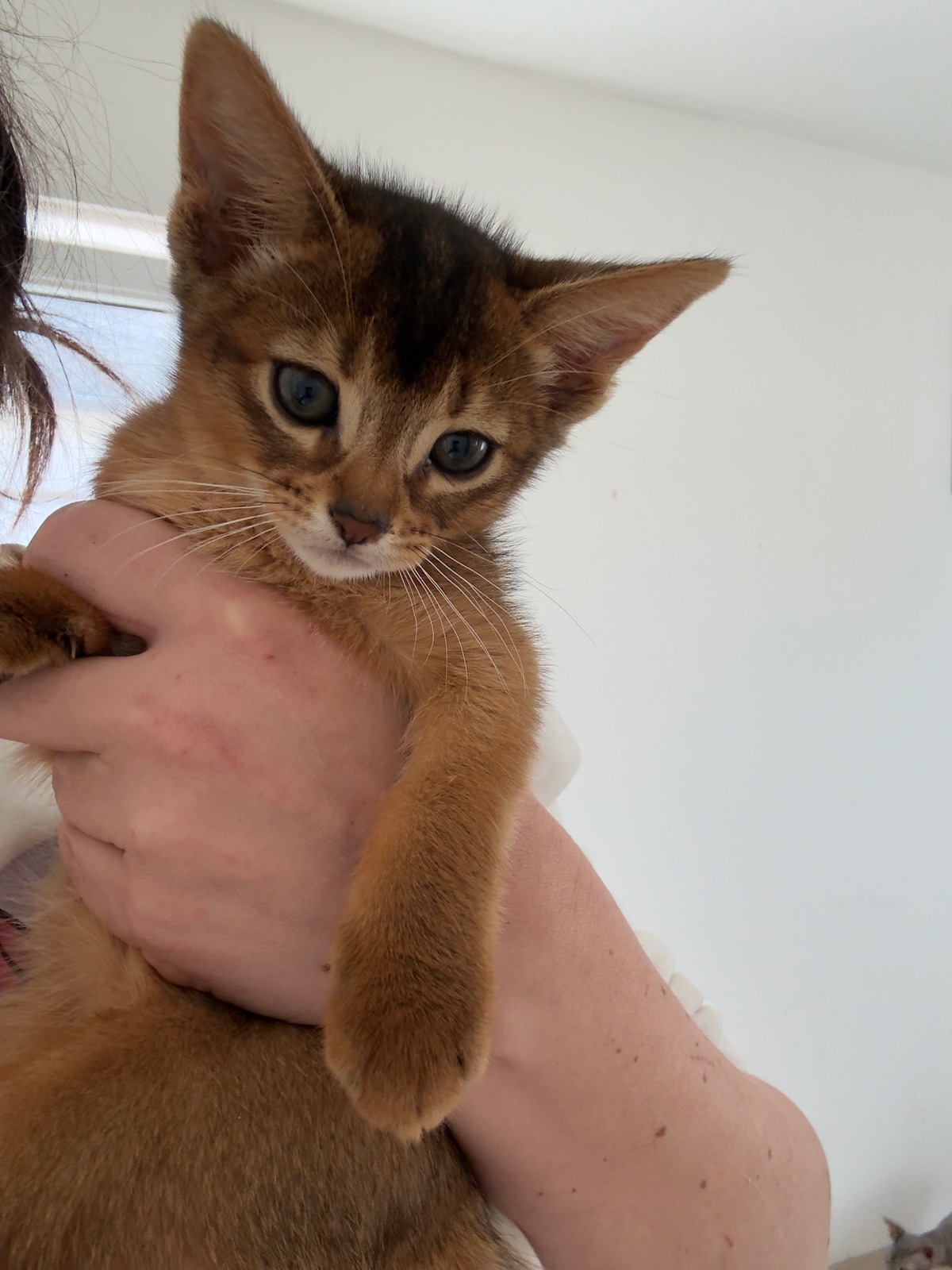 Nevermore Bambi – Abessinier Variant Kitten, Ruddy – Foto 18