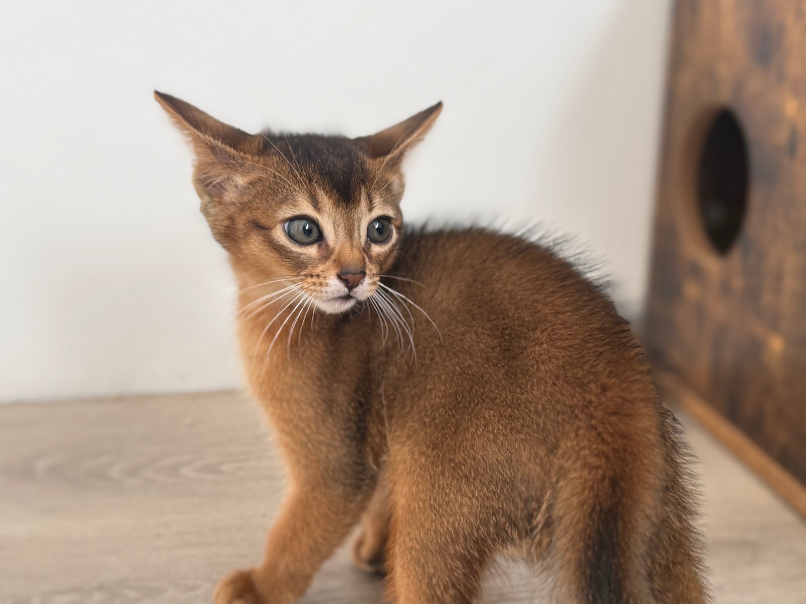 Nevermore Bambi – Abessinier Variant Kitten, Ruddy – Foto 19