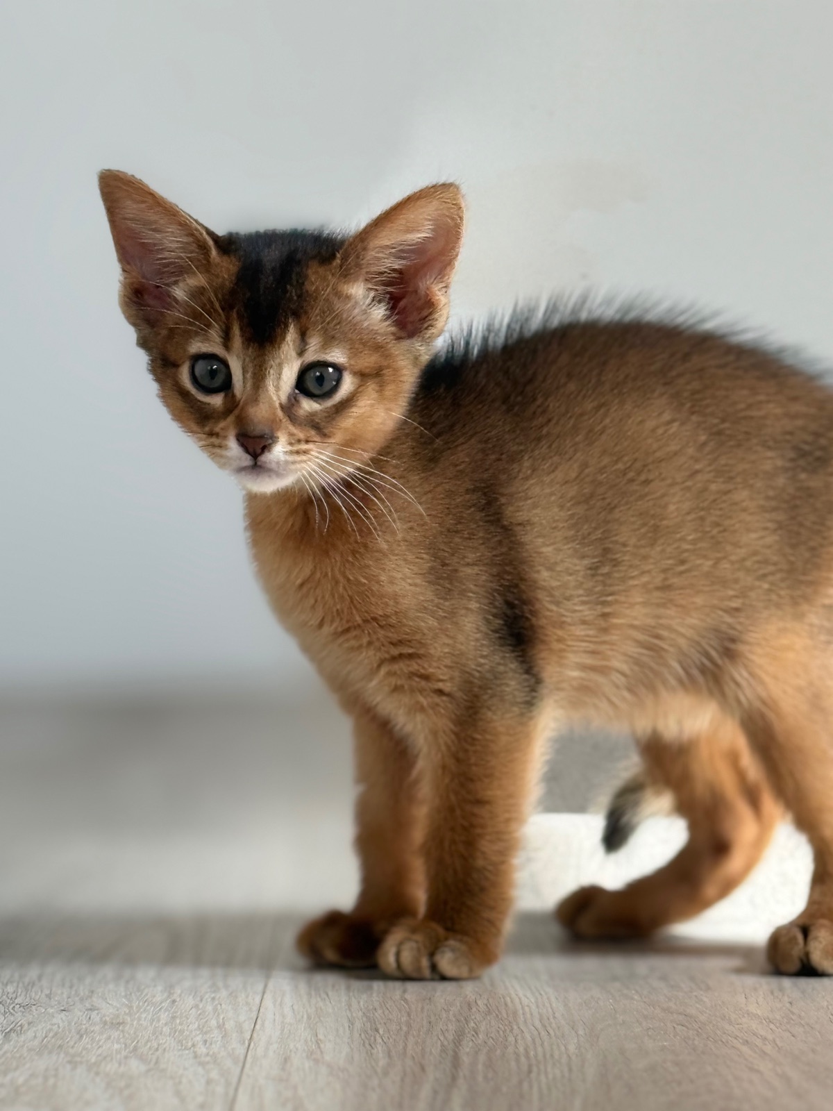 Nevermore Bambi – Abessinier Variant Kitten, Ruddy – Foto 16