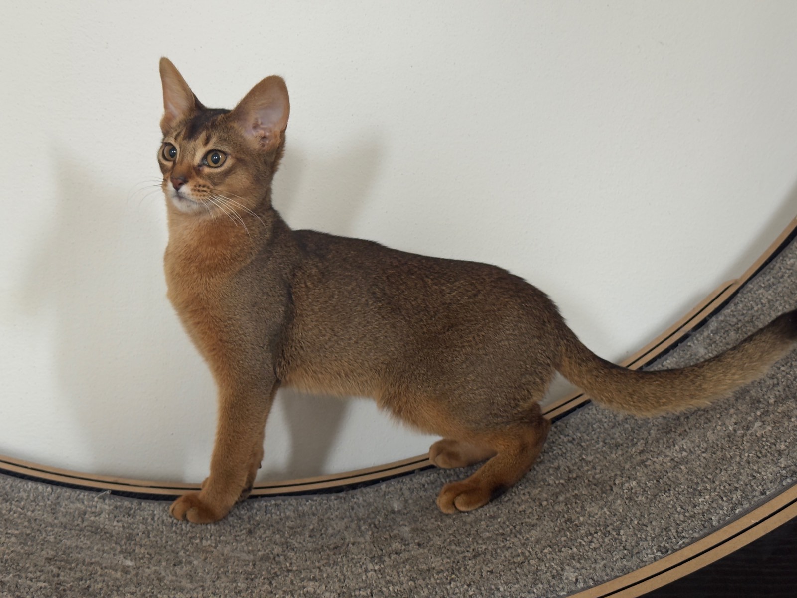 Nevermore Bambi – Abessinier Variant Kitten, Ruddy – Foto 6