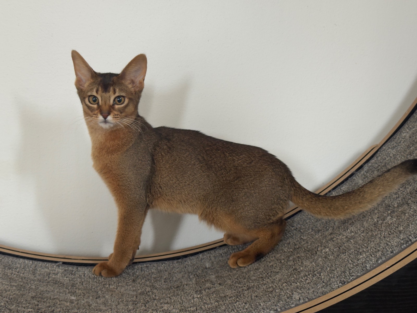Nevermore Bambi – Abessinier Variant Kitten, Ruddy – Foto 7