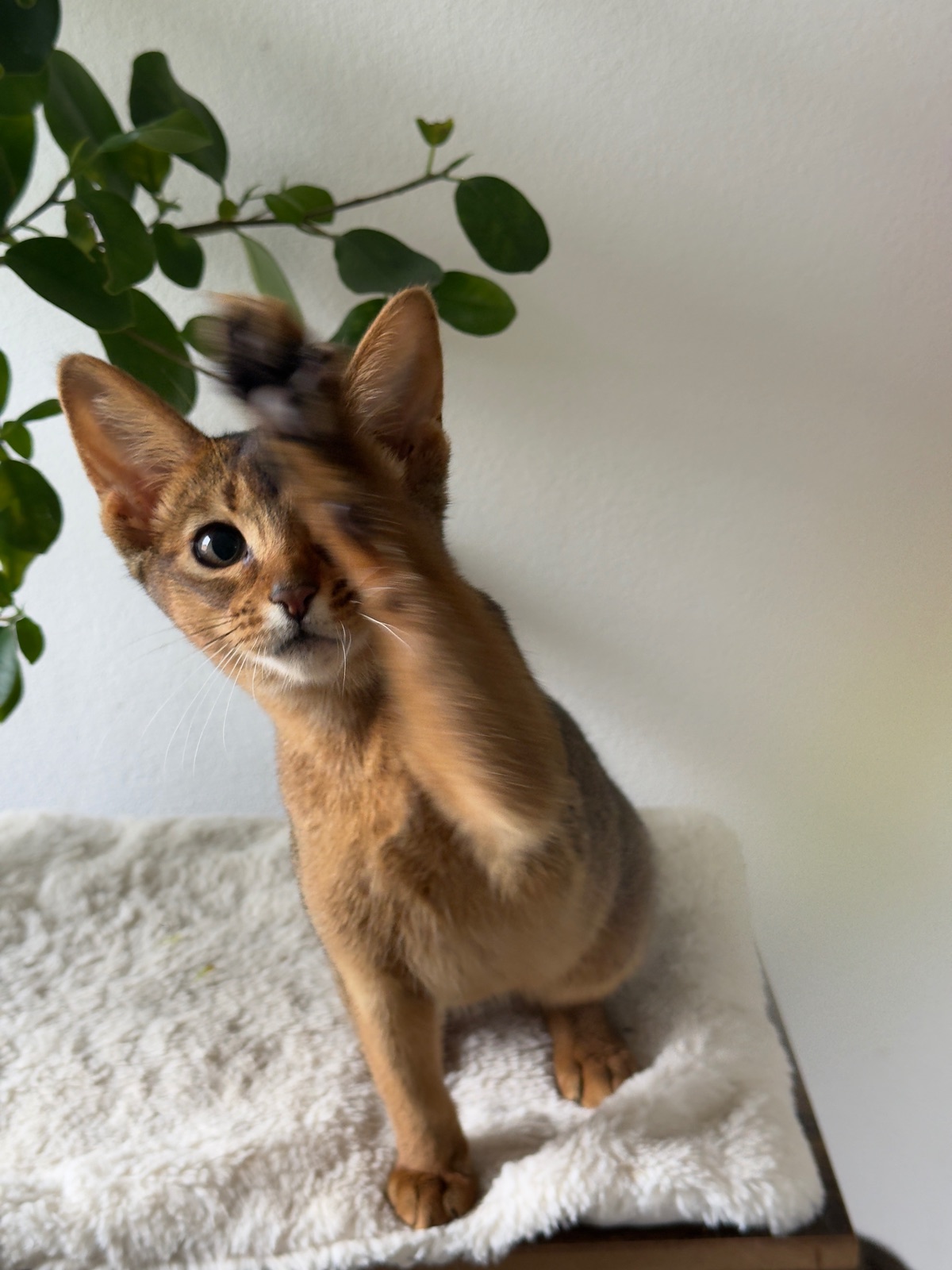 Nevermore Bambi