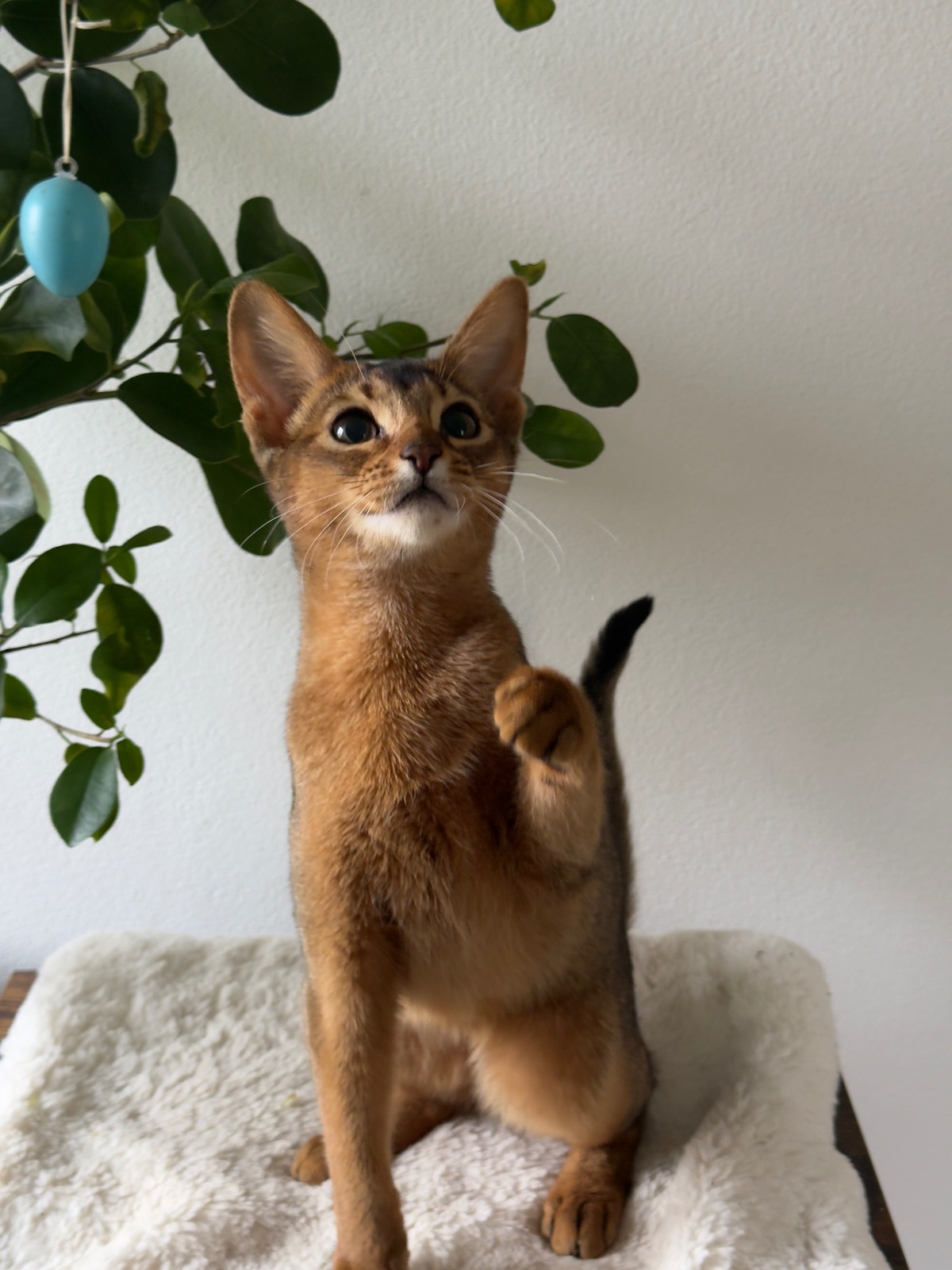 Nevermore Bambi – Abessinier Variant Kitten, Ruddy – Foto 2