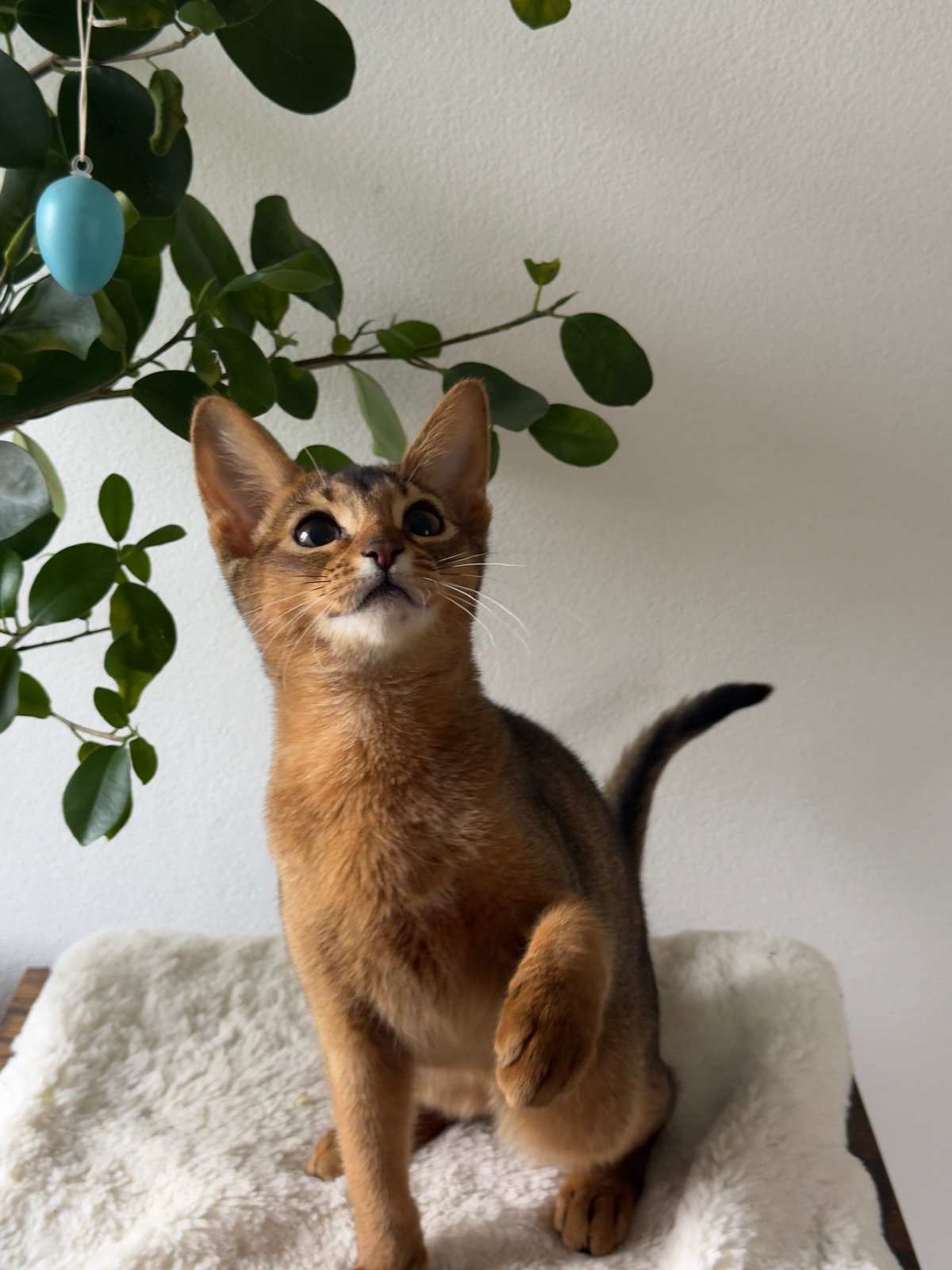 Nevermore Bambi – Abessinier Variant Kitten, Ruddy – Foto 8