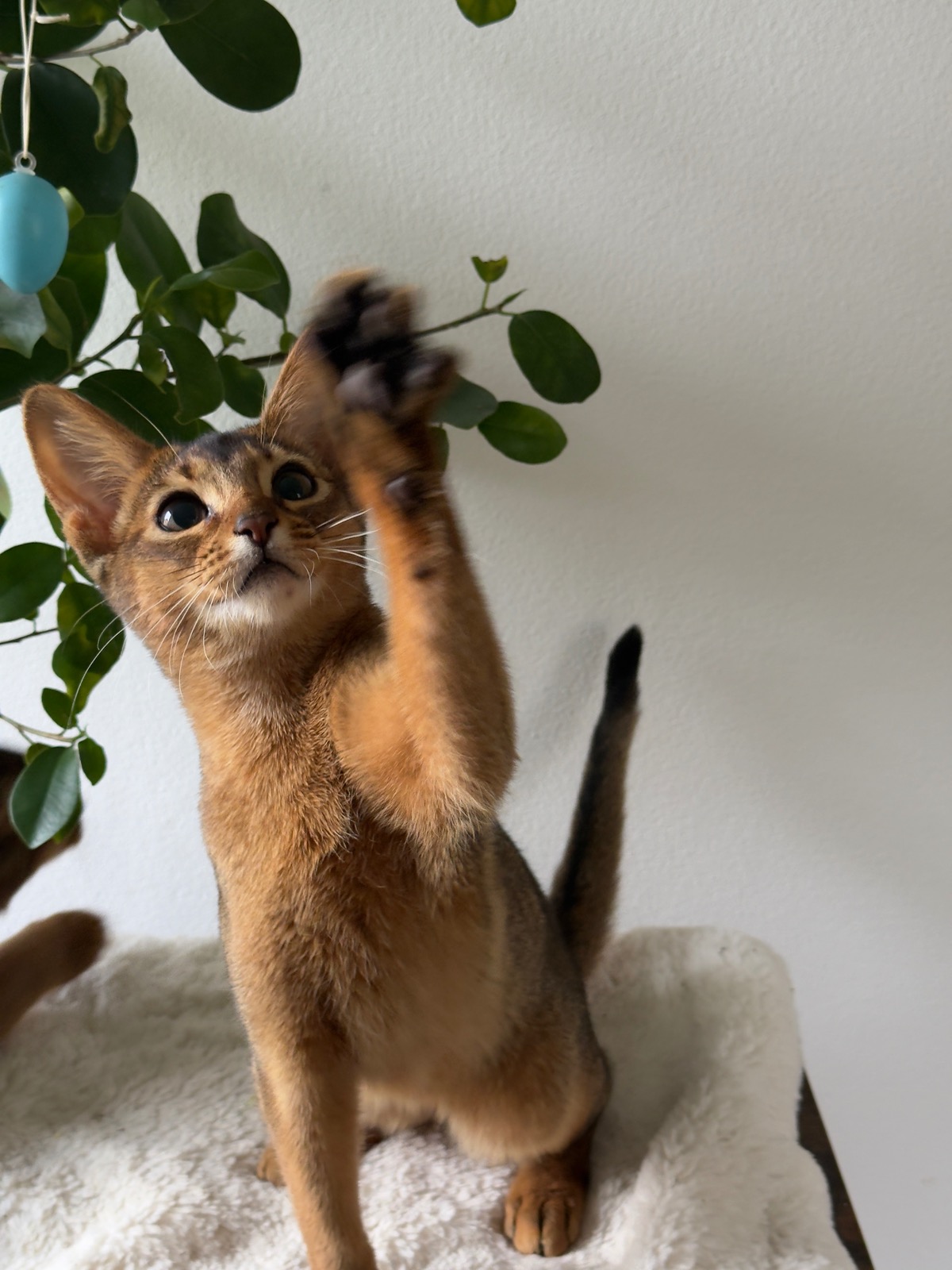 Nevermore Bambi – Abessinier Variant Kitten, Ruddy – Foto 5