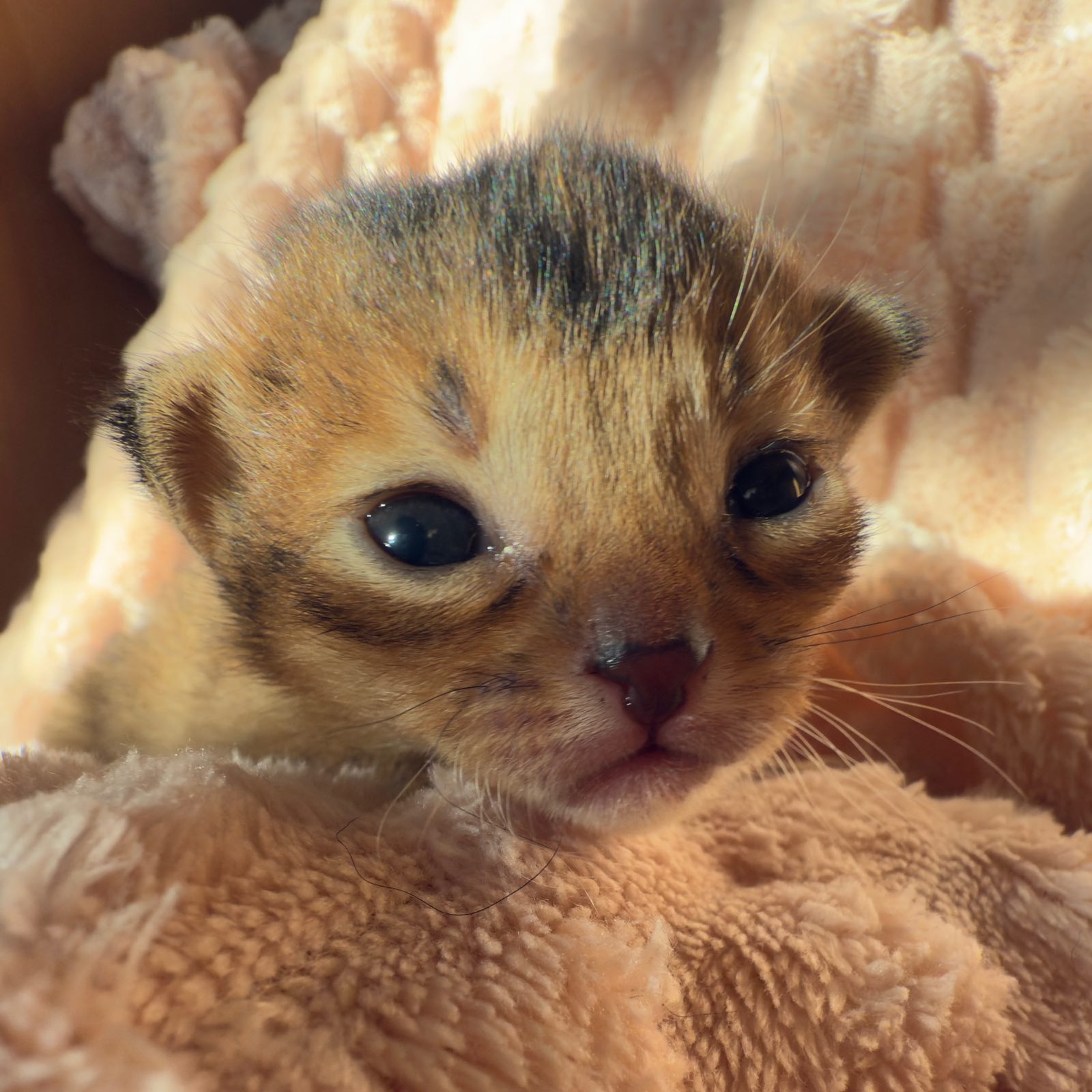 Nevermore Bambi – Abessinier Variant Kitten, Ruddy – Foto 9