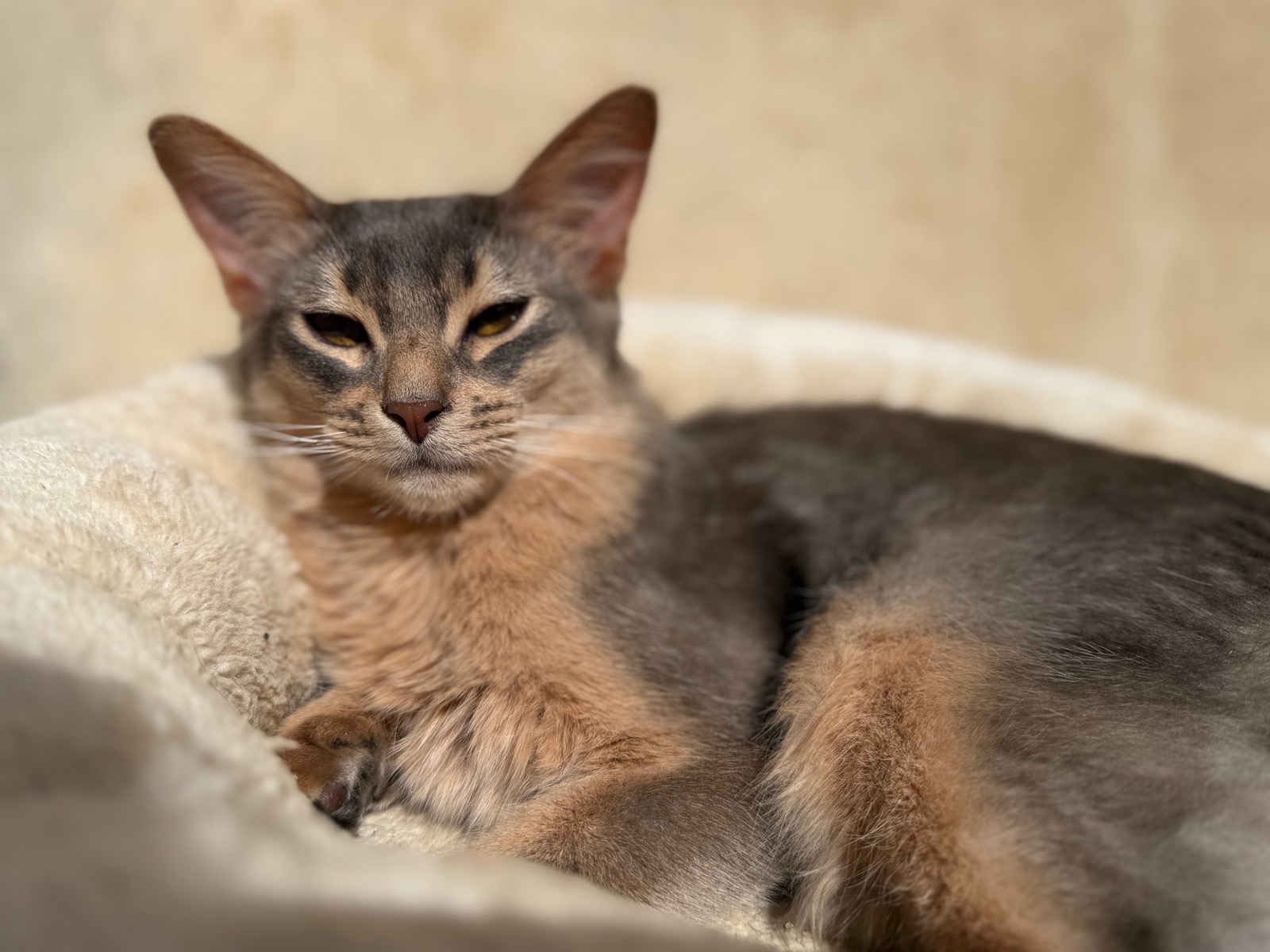 Nevermore Berlioz – Somali Kitten, Blue – Foto 2