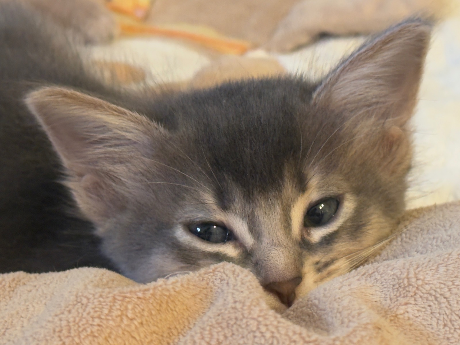 Nevermore Berlioz – Somali Kitten, Blue – Foto 11