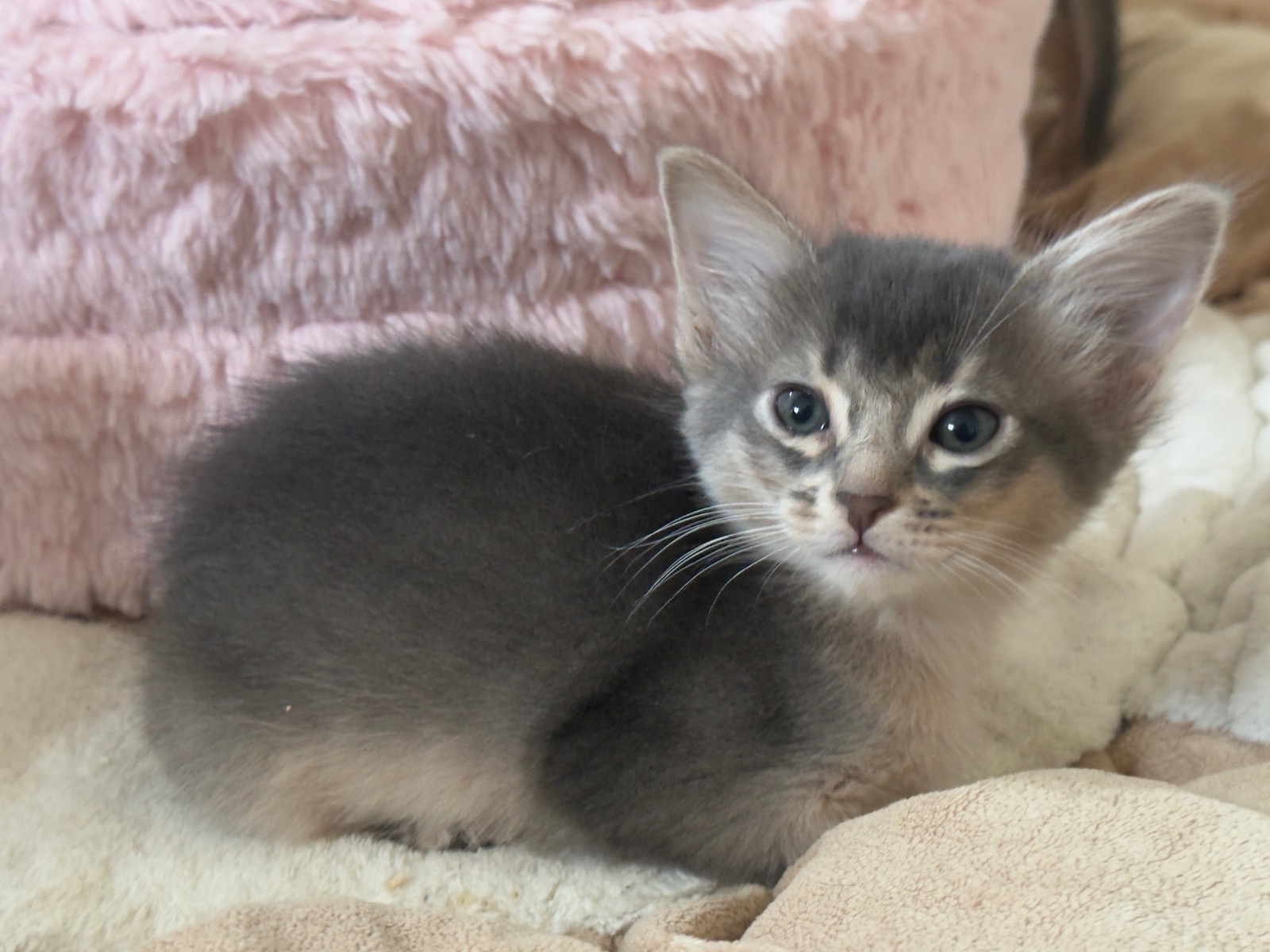 Nevermore Berlioz – Somali Kitten, Blue – Foto 12