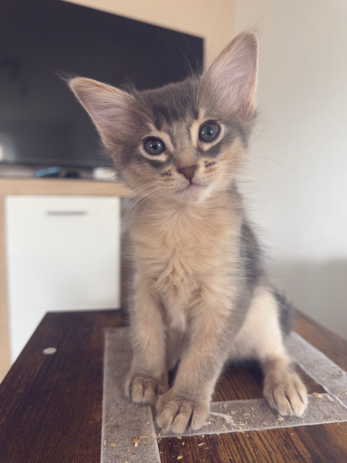 Nevermore Berlioz – Somali Kitten, Blue – Foto 8