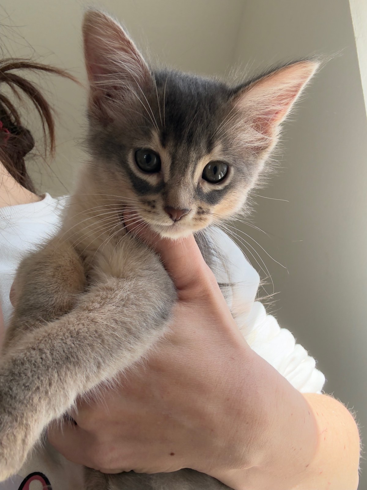 Nevermore Berlioz – Somali Kitten, Blue – Foto 13
