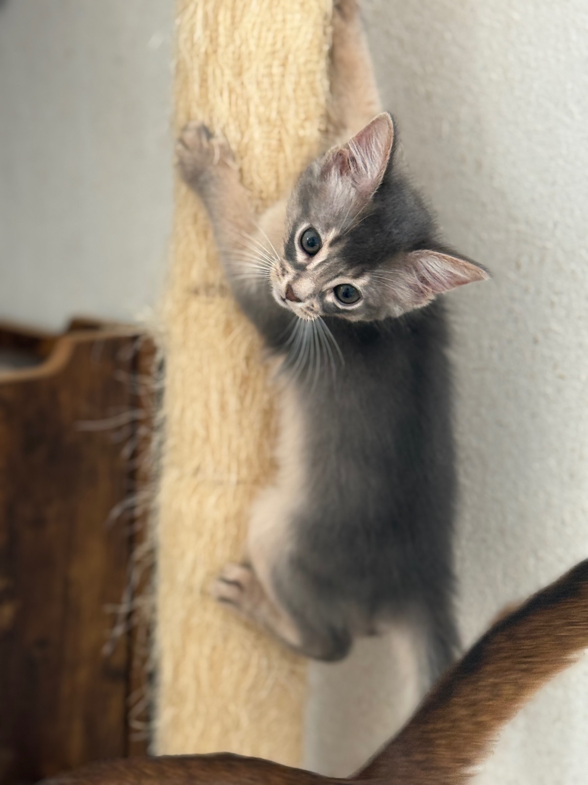 Nevermore Berlioz – Somali Kitten, Blue – Foto 14