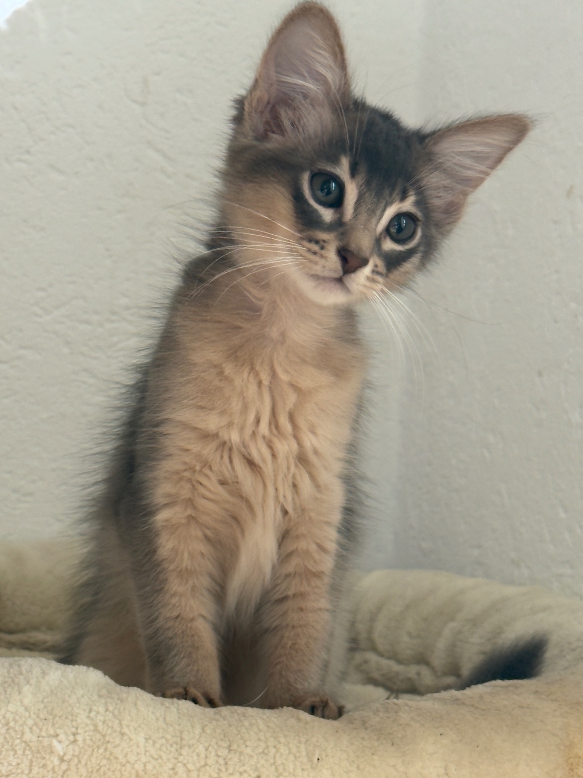 Nevermore Berlioz – Somali Kitten, Blue – Foto 15
