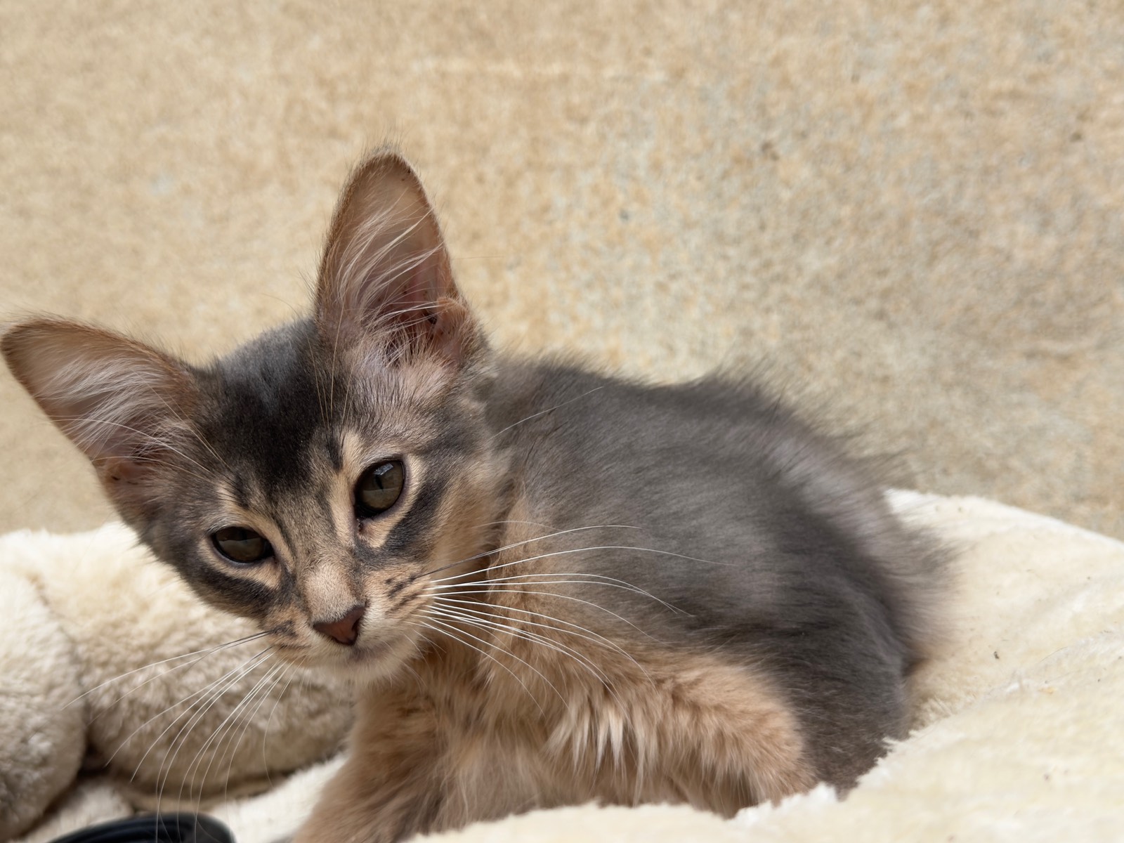Nevermore Berlioz – Somali Kitten, Blue – Foto 17