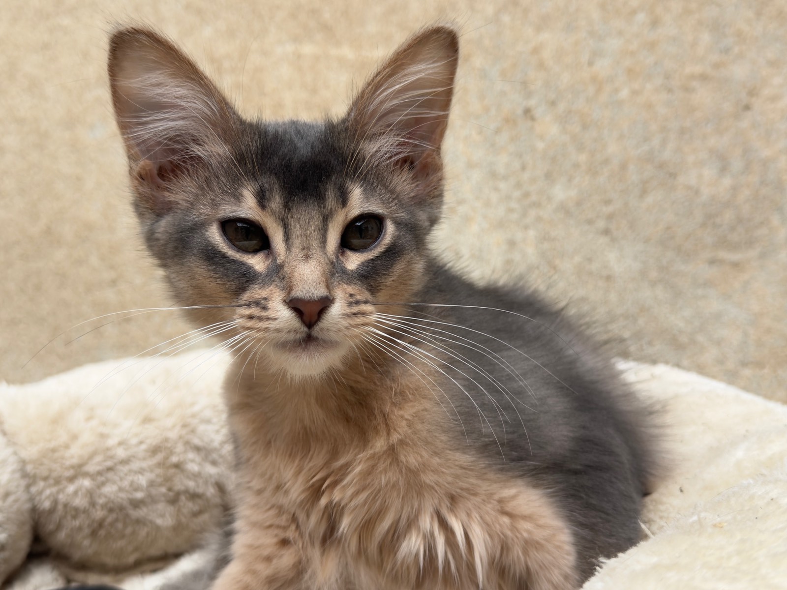 Nevermore Berlioz – Somali Kitten, Blue – Foto 18