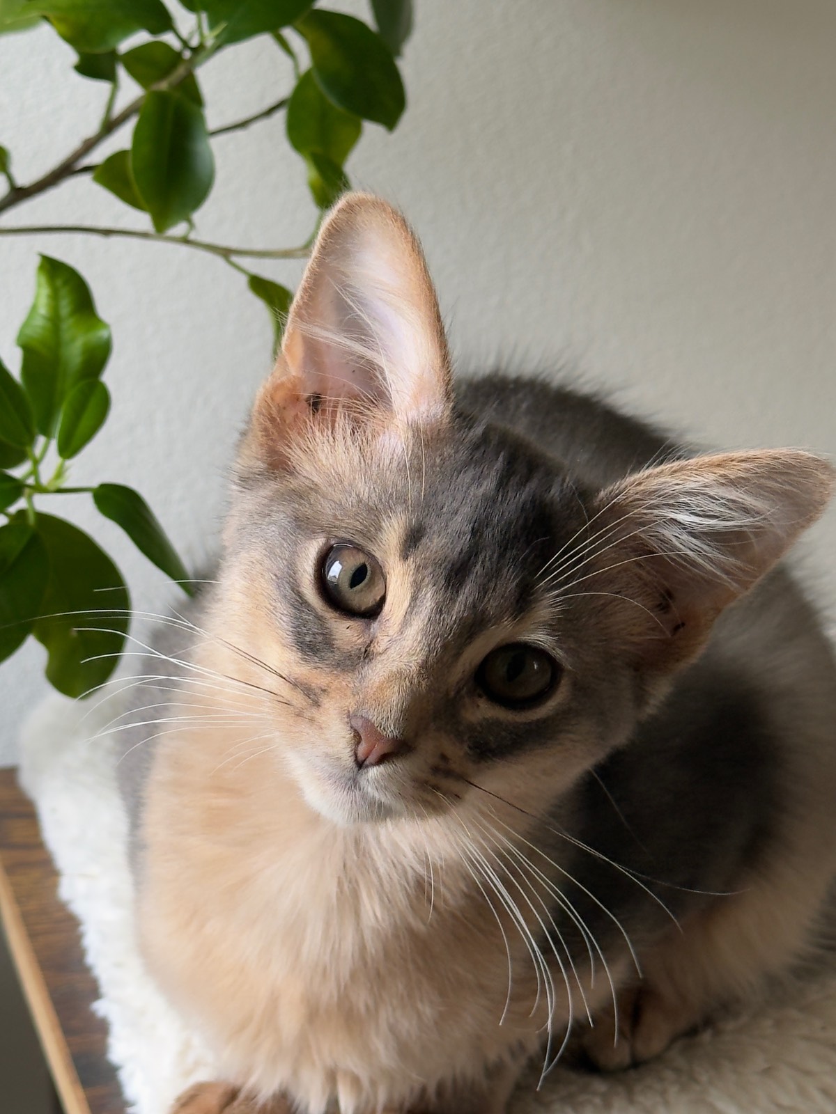 Nevermore Berlioz – Somali Kitten, Blue – Foto 3