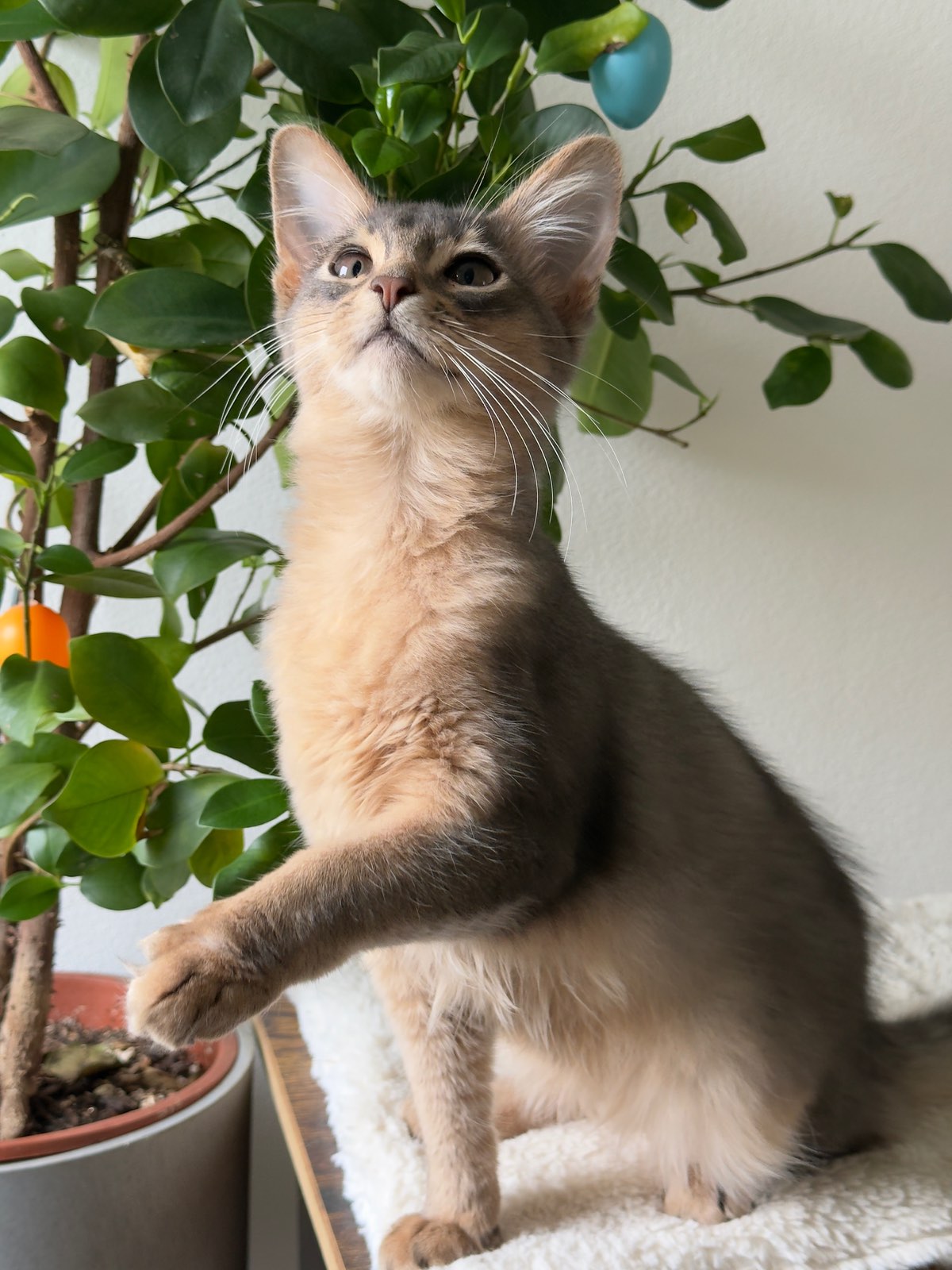 Nevermore Berlioz – Somali Kitten, Blue – Foto 4