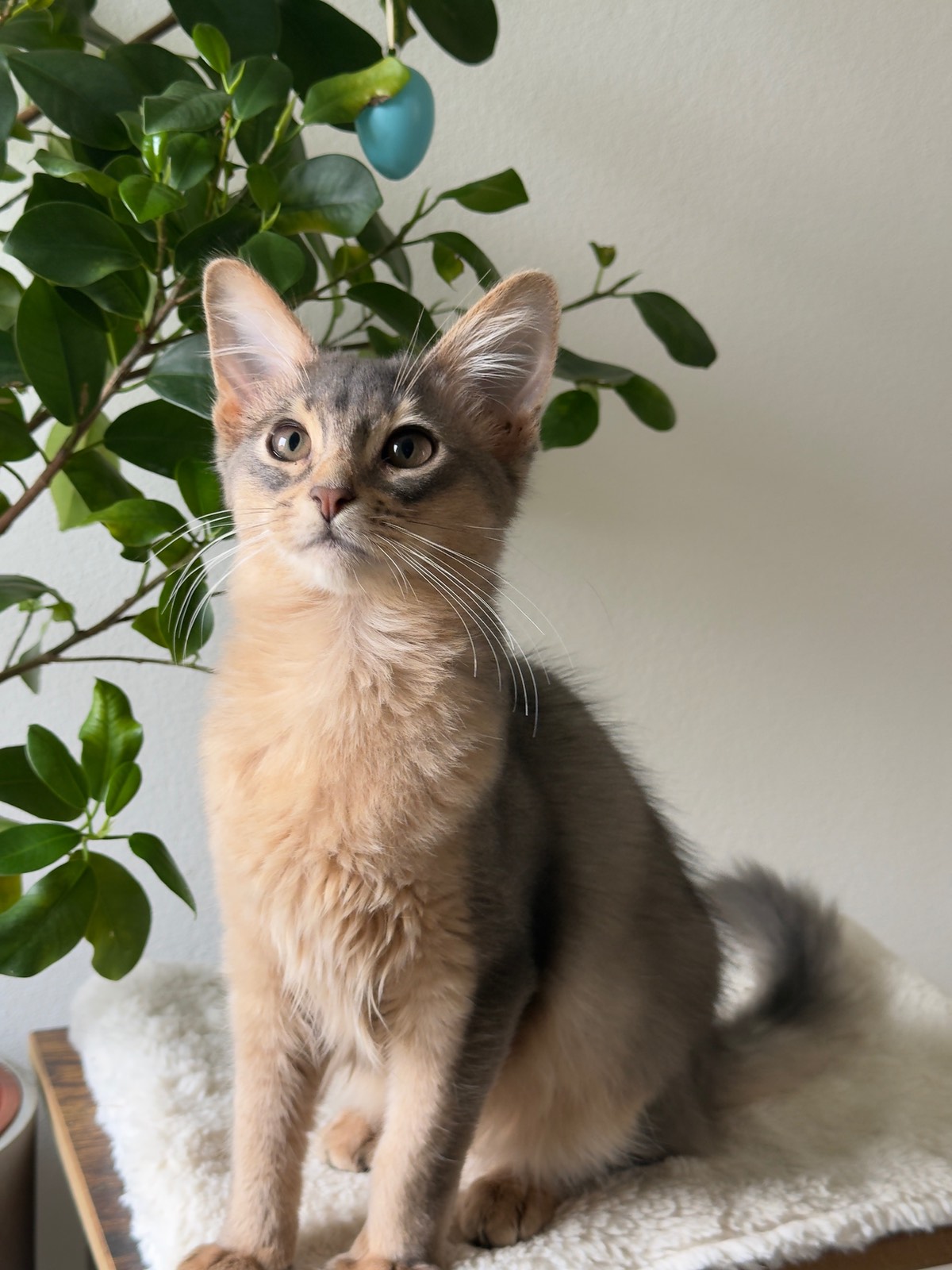 Nevermore Berlioz – Somali Kitten, Blue – Foto 5
