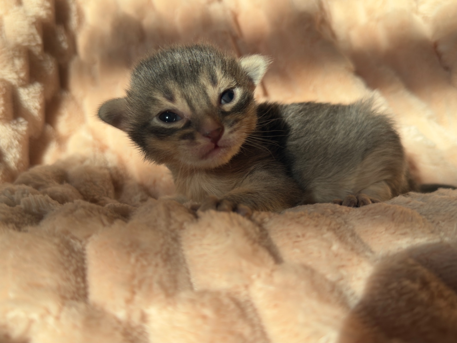 Nevermore Berlioz – Somali Kitten, Blue – Foto 7