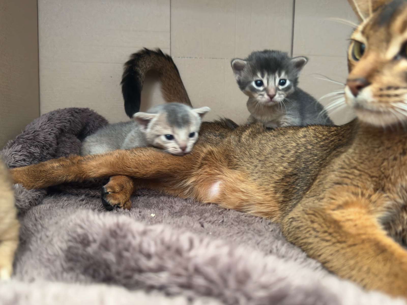Nevermore Berlioz – Somali Kitten, Blue – Foto 9