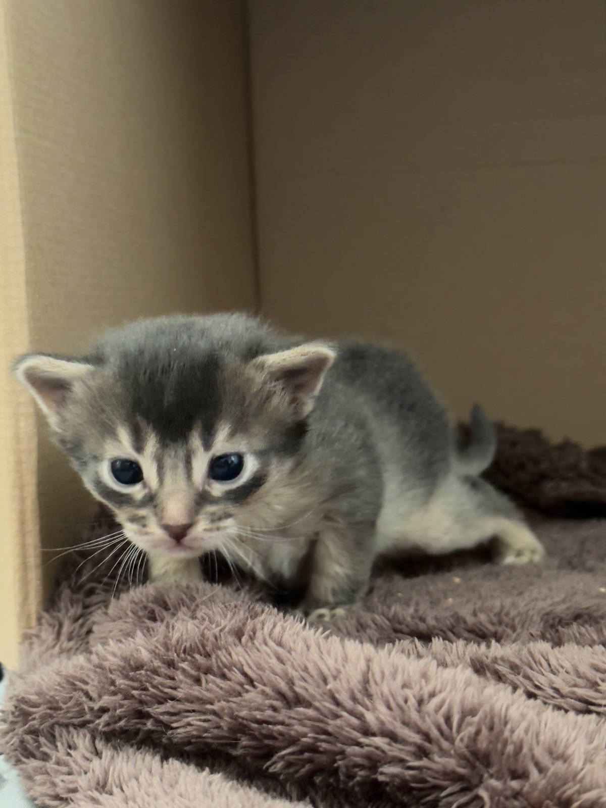Nevermore Berlioz – Somali Kitten, Blue – Foto 10
