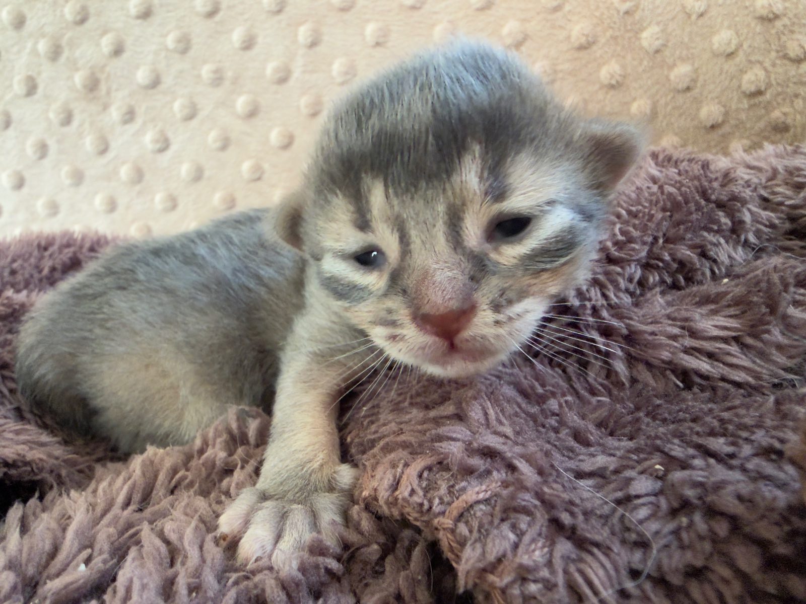 Nevermore Charmed Prudence – Somali Kitten, Blue – Foto 2