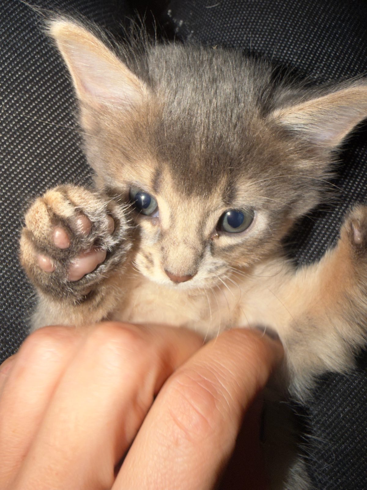 Nevermore Charmed Prudence – Somali Kitten, Blue – Foto 3