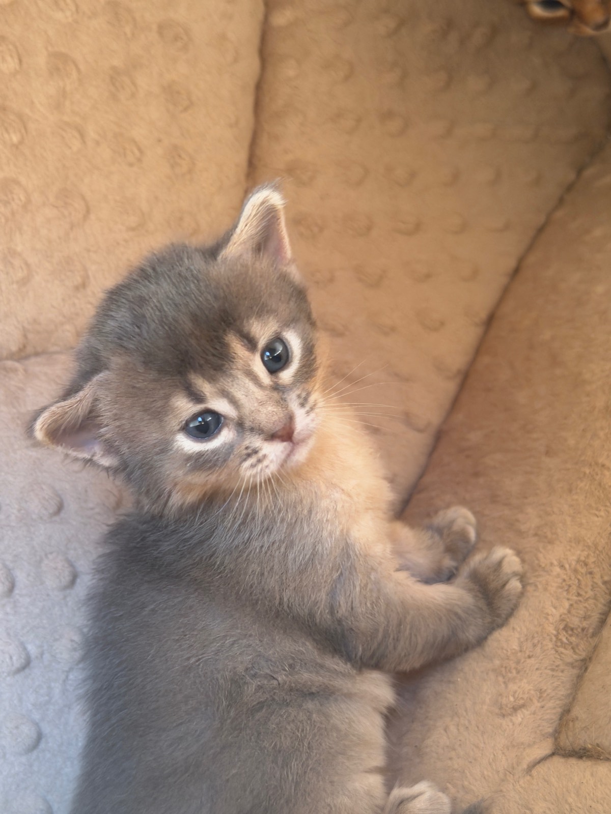 Nevermore Charmed Prudence – Somali Kitten, Blue – Foto 4