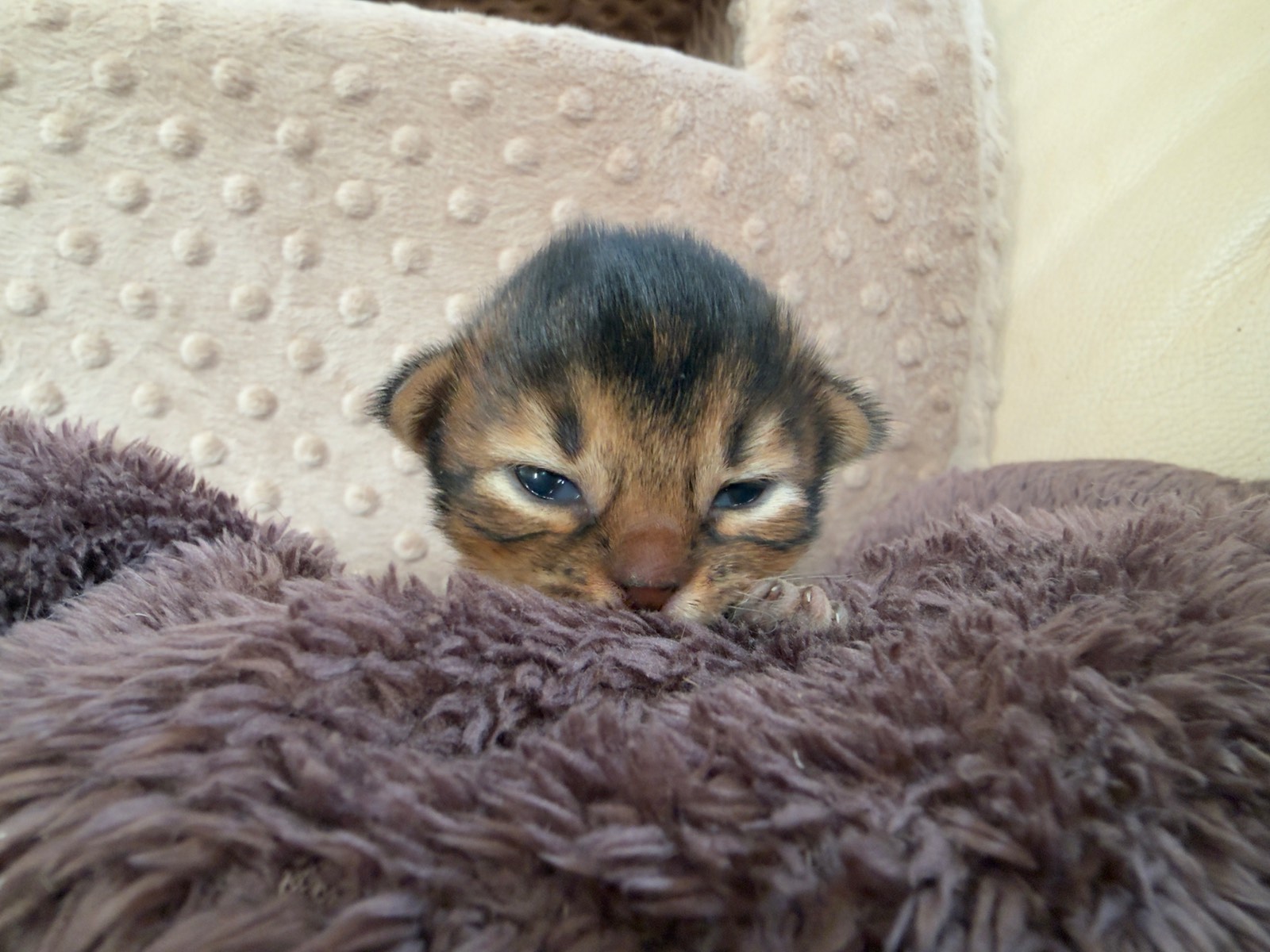 Nevermore Charmed Piper – Somali Kitten, Ruddy – Foto 2