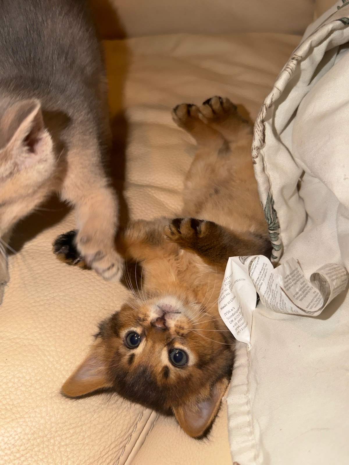 Nevermore Charmed Piper – Somali Kitten, Ruddy – Foto 3