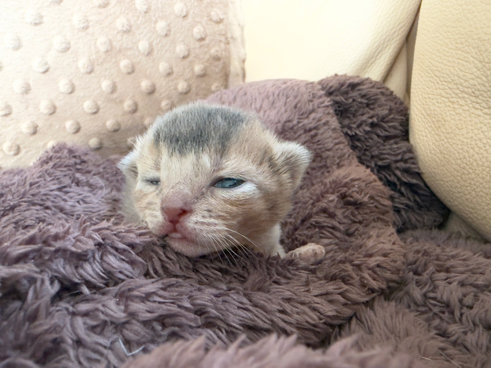 Nevermore Charmed Phoebe – Abessinier Variant Kitten, Blue – Foto 2