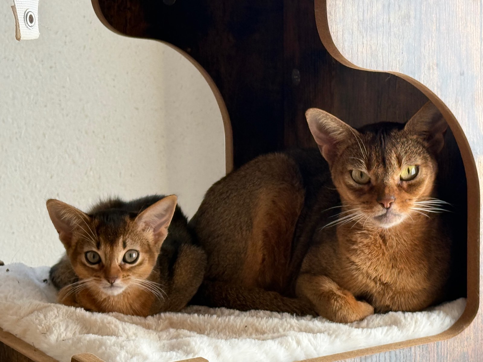Josie Mon Valeur – Abessinier, Ruddy – Foto 2